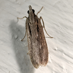 Scoparia meyrickii