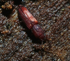 Pycnomerus reflexus