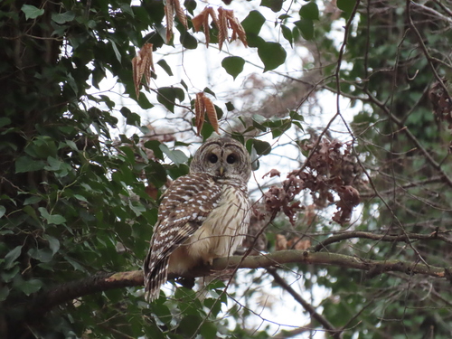 Barred Owl photographed in Maryland