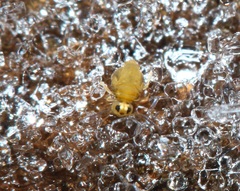 Sminthurinus henshawi