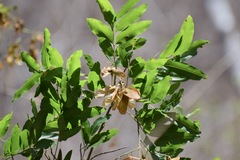 Thouinidium decandrum