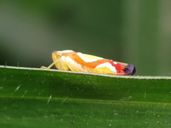 Erythrogonia vaccoma