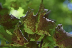 Xylella fastidiosa