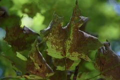 Xylella fastidiosa