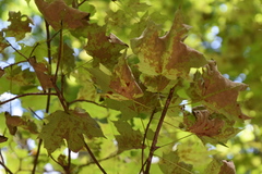 Xylella fastidiosa