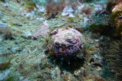 Astraea heliotropium