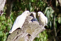 Cacatua sanguinea gymnopis
