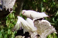Cacatua sanguinea gymnopis