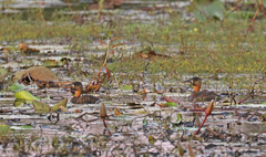 Thalassornis leuconotus