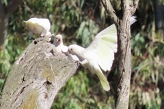 Cacatua sanguinea gymnopis