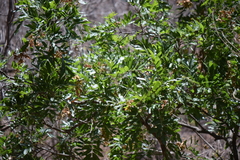 Thouinidium decandrum