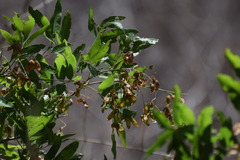 Thouinidium decandrum