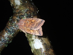 Eupsilia tristigmata