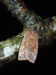 Eupsilia tristigmata