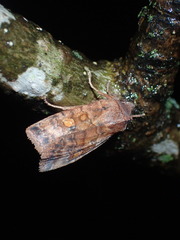 Eupsilia tristigmata