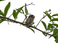 Sporophila peruviana