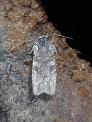 Lithophane laticinerea