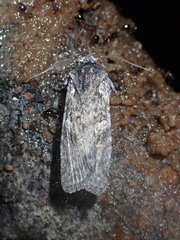 Lithophane laticinerea