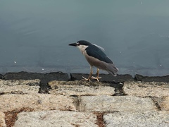 Nycticorax nycticorax