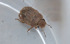 Sciocoris umbrinus