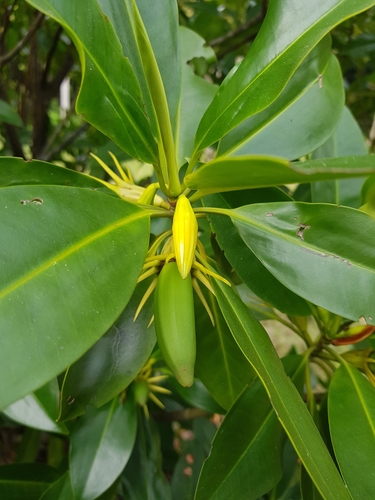 Bruguiera sexangula