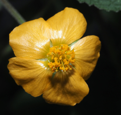 Abutilon dugesii