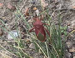 Athaumastus haematicus