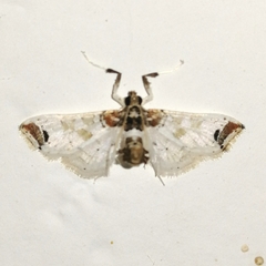Neoleucinodes