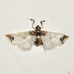 Neoleucinodes