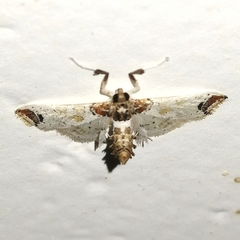 Neoleucinodes