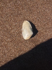 Amarilladesma mactroides