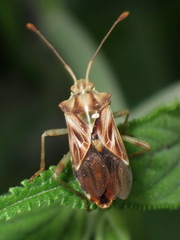 Cebrenis haenschi