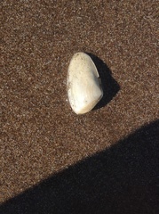 Amarilladesma mactroides