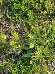 Tetragonotheca repanda