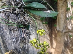 Trichocentrum pumilum