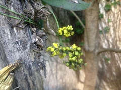 Trichocentrum pumilum