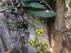 Trichocentrum pumilum