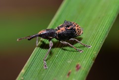 Eurhynchus quadridens