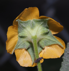 Abutilon dugesii