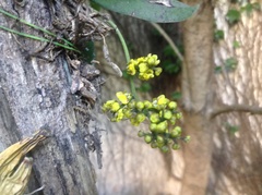 Trichocentrum pumilum