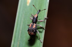 Eurhynchus quadridens