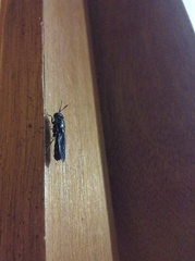 Hermetia illucens