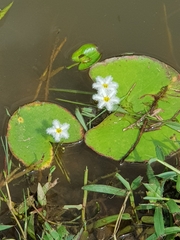 Nymphoides