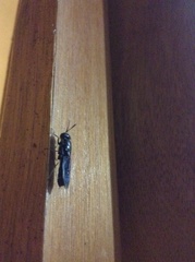 Hermetia illucens