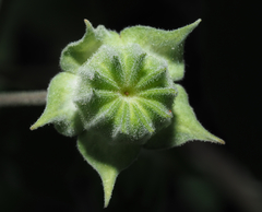 Abutilon dugesii
