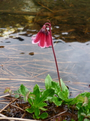 Primula valentiniana
