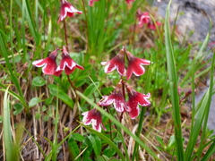Primula valentiniana