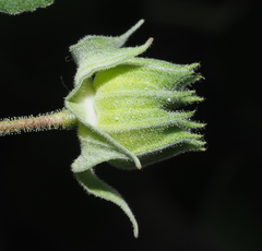 Abutilon dugesii