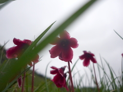 Primula valentiniana