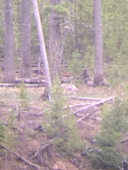 Canis lupus occidentalis